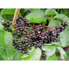 Grow Your Own! Healthy Small Marge Elderberry Cuttings