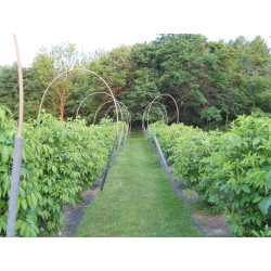 Buy Extra Large Marge Elderberry Cuttings Online | Fast USA shipping