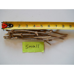 Size Small Marge Elderberry Cuttings