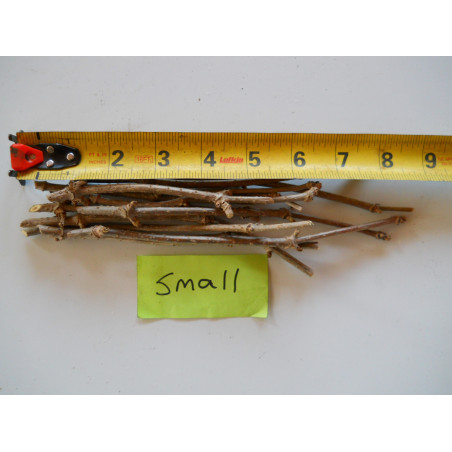 Grow Your Own! Healthy Small Marge Elderberry Cuttings