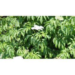 Buy Online Large Marge Elderberry Cuttings (USA)- Grow Your Own