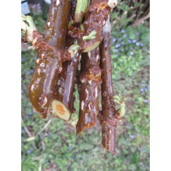 Buy Extra Large Marge Elderberry Cuttings Online | Fast USA shipping