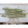 Buy Online Large Marge Elderberry Cuttings (USA)- Grow Your Own