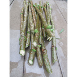 Buy Online Large Marge Elderberry Cuttings (USA)- Grow Your Own