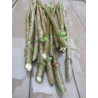 Buy Online Large Marge Elderberry Cuttings (USA)- Grow Your Own