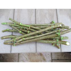 Size Medium Marge Elderberry Cuttings