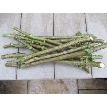 Buy Medium Marge Elderberry Cuttings | Fast Shipping (USA)