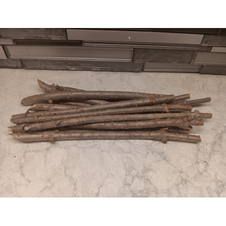 Buy Medium Marge Elderberry Cuttings | Fast Shipping (USA)