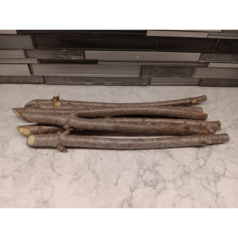 Buy Online Large Marge Elderberry Cuttings (USA)- Grow Your Own