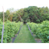 Buy Online Large Marge Elderberry Cuttings (USA)- Grow Your Own